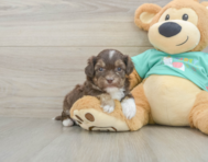 8 week old Shih Poo Puppy For Sale - Pilesgrove Pups