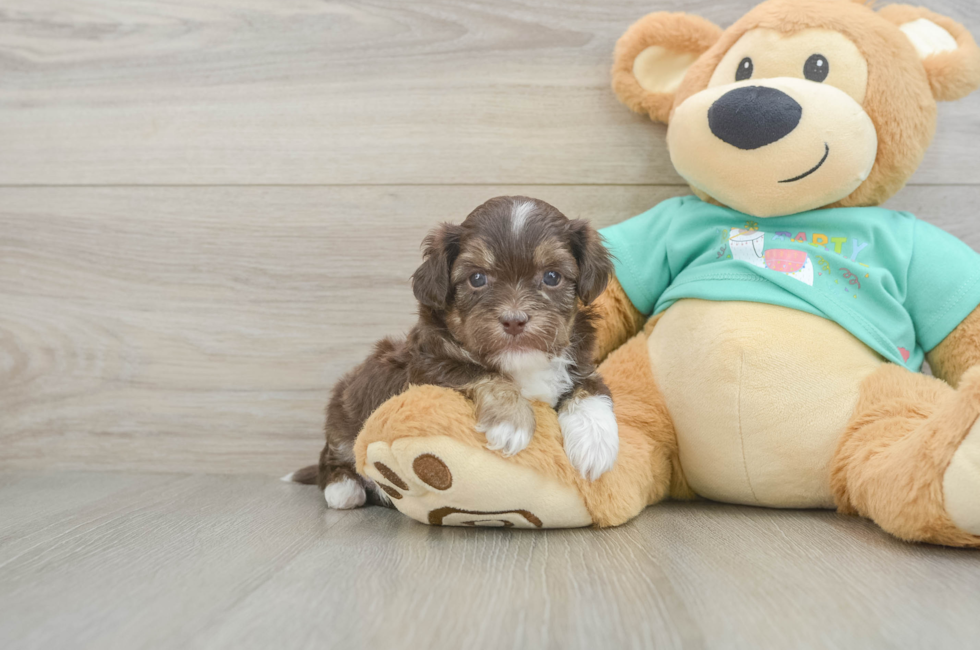 5 week old Shih Poo Puppy For Sale - Pilesgrove Pups