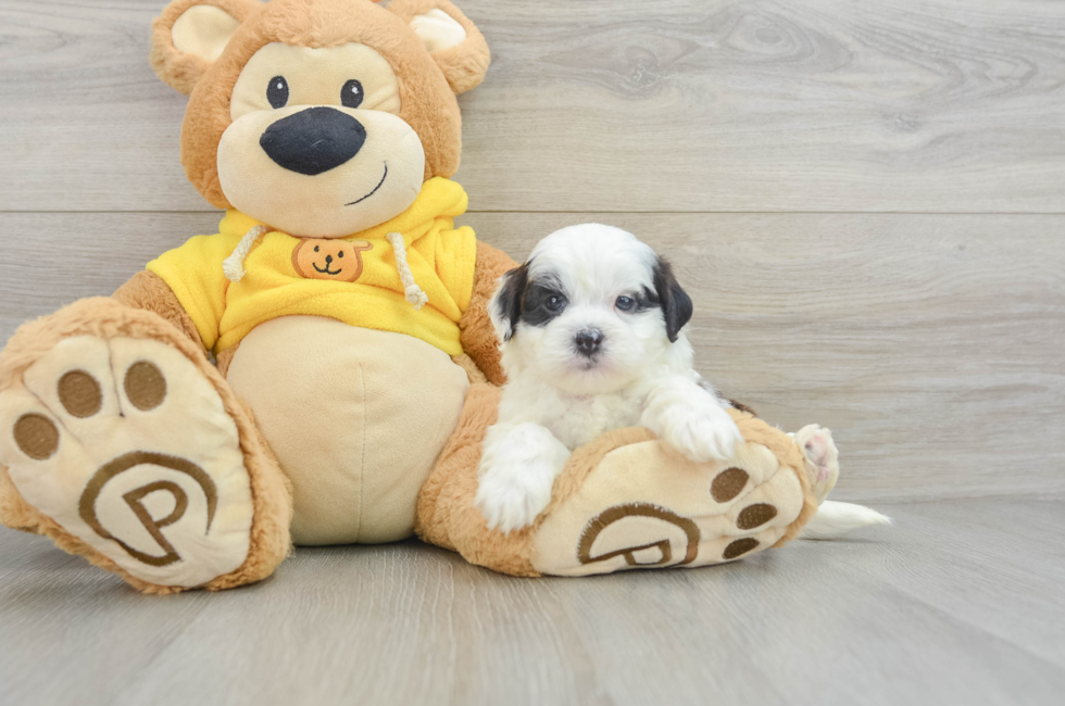 6 week old Shih Poo Puppy For Sale - Pilesgrove Pups