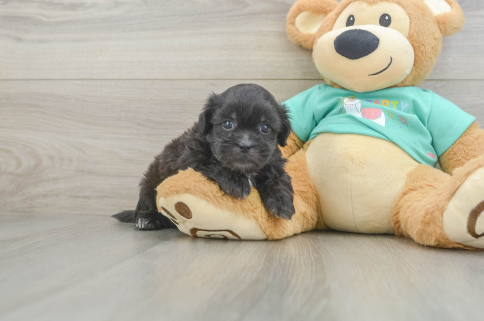 5 week old Shih Poo Puppy For Sale - Pilesgrove Pups