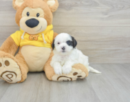 8 week old Shih Poo Puppy For Sale - Pilesgrove Pups