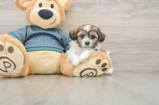 Shih Poo Puppy for Adoption