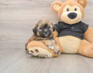 5 week old Shih Poo Puppy For Sale - Pilesgrove Pups