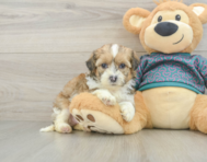 8 week old Shih Poo Puppy For Sale - Pilesgrove Pups
