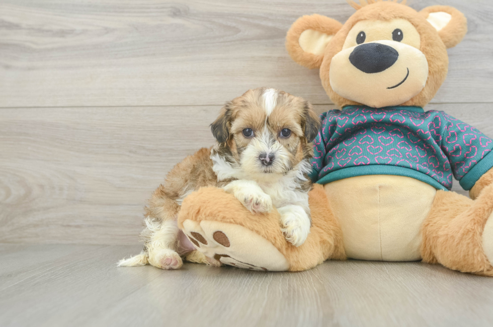 5 week old Shih Poo Puppy For Sale - Pilesgrove Pups