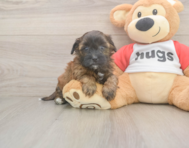 7 week old Shih Poo Puppy For Sale - Pilesgrove Pups