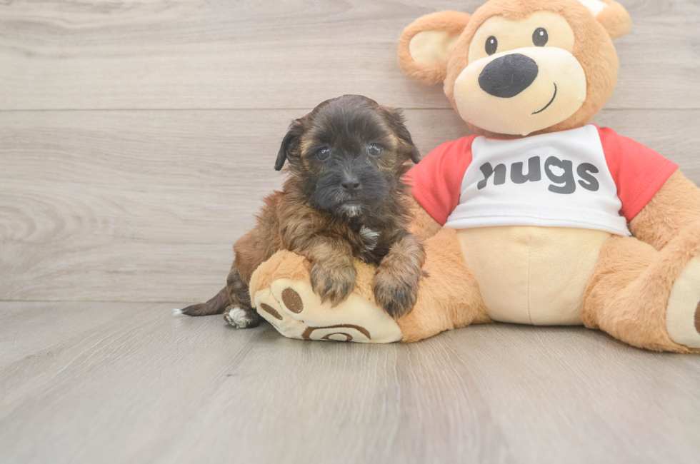 5 week old Shih Poo Puppy For Sale - Pilesgrove Pups
