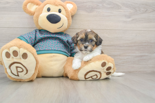 Shih Poo Pup Being Cute