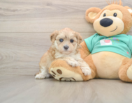 7 week old Shih Poo Puppy For Sale - Pilesgrove Pups