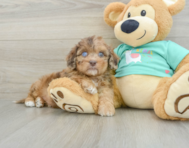 6 week old Shih Poo Puppy For Sale - Pilesgrove Pups