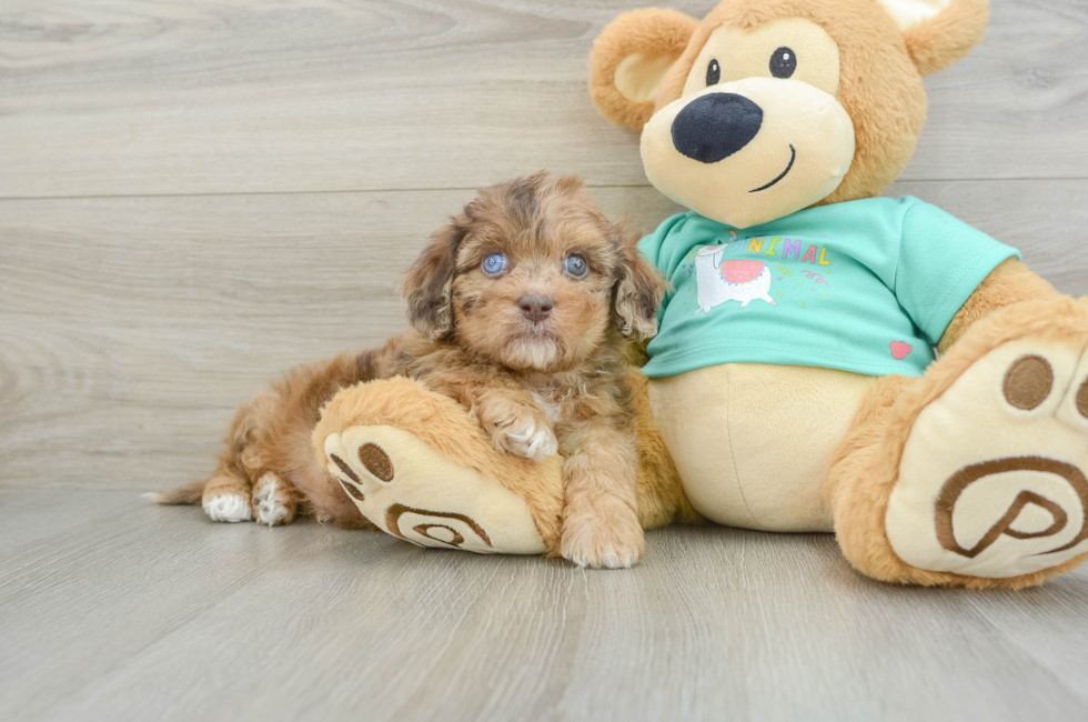 6 week old Shih Poo Puppy For Sale - Pilesgrove Pups