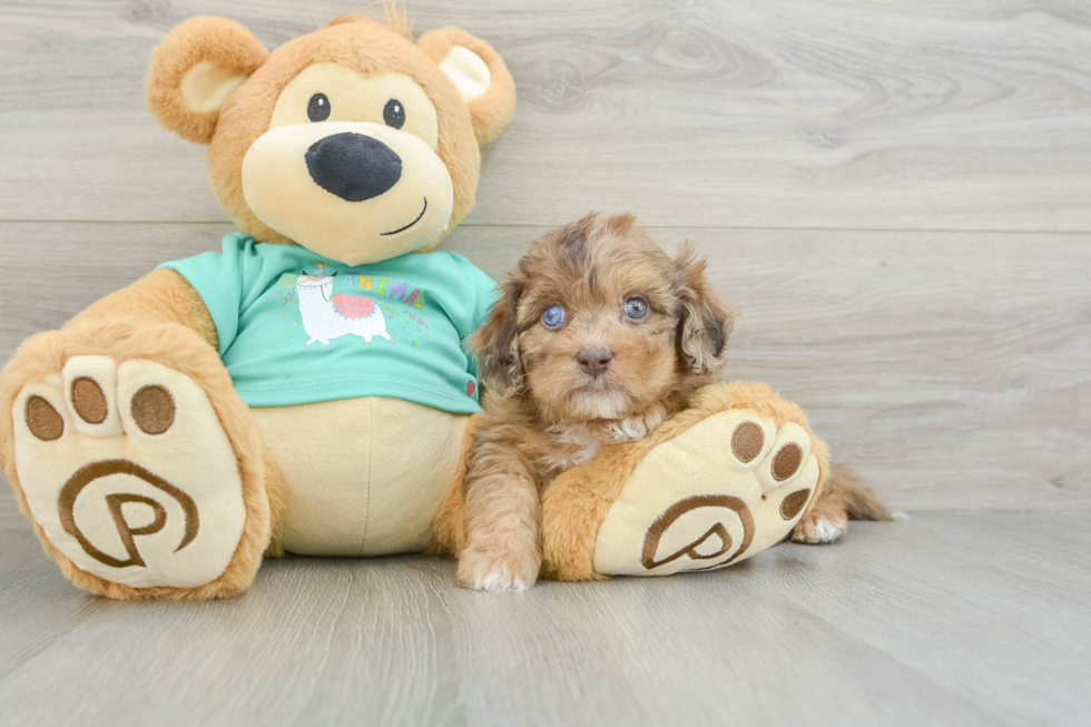 Shih Poo Puppy for Adoption