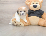 5 week old Shih Poo Puppy For Sale - Pilesgrove Pups