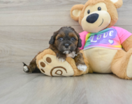 8 week old Shih Poo Puppy For Sale - Pilesgrove Pups