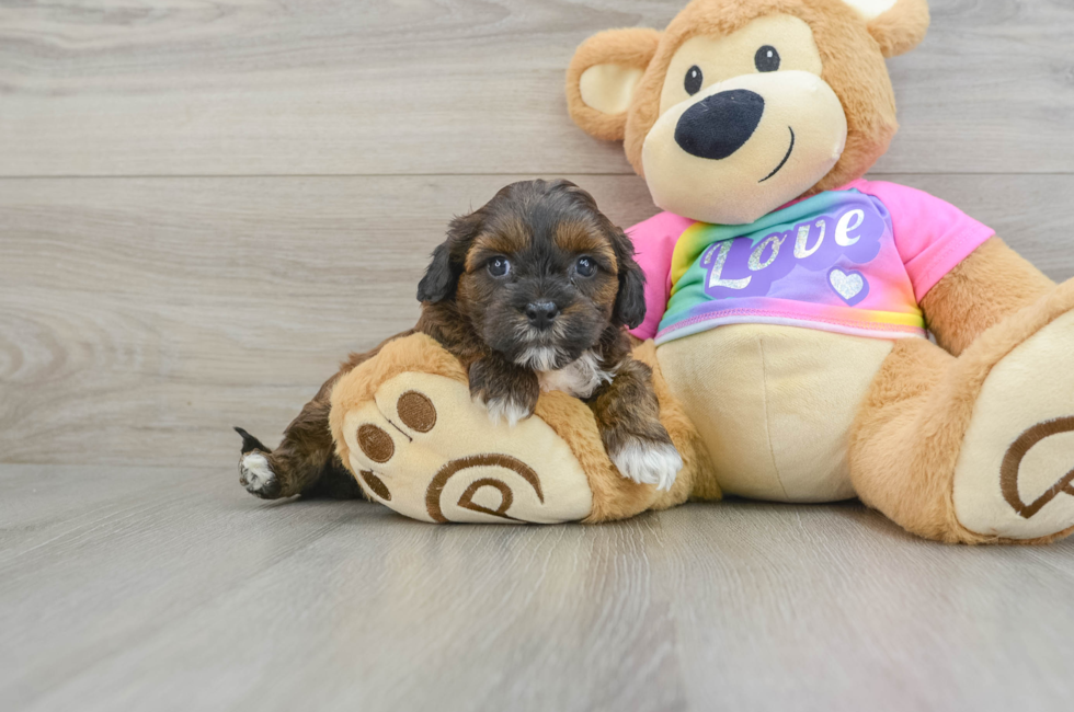 8 week old Shih Poo Puppy For Sale - Pilesgrove Pups