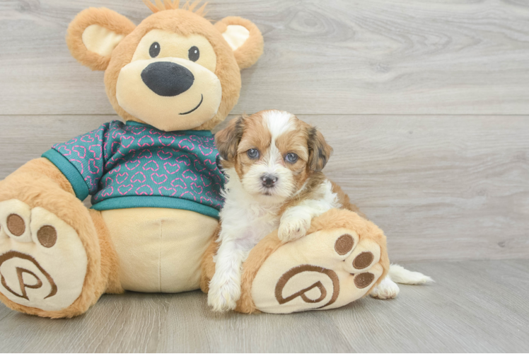 Shih Poo Pup Being Cute