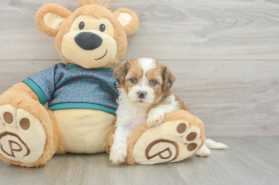 5 week old Shih Poo Puppy For Sale - Pilesgrove Pups