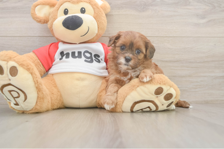 Shih Poo Pup Being Cute