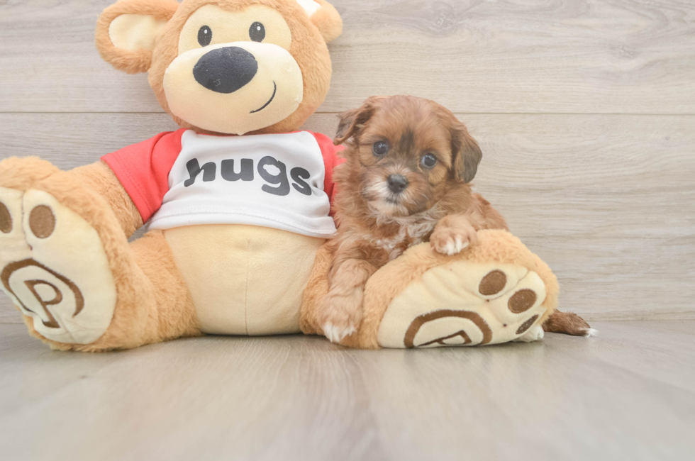5 week old Shih Poo Puppy For Sale - Pilesgrove Pups