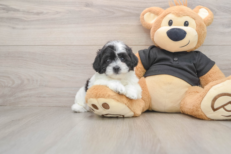 Shih Poo Pup Being Cute