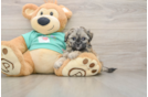 Shih Poo Puppy for Adoption
