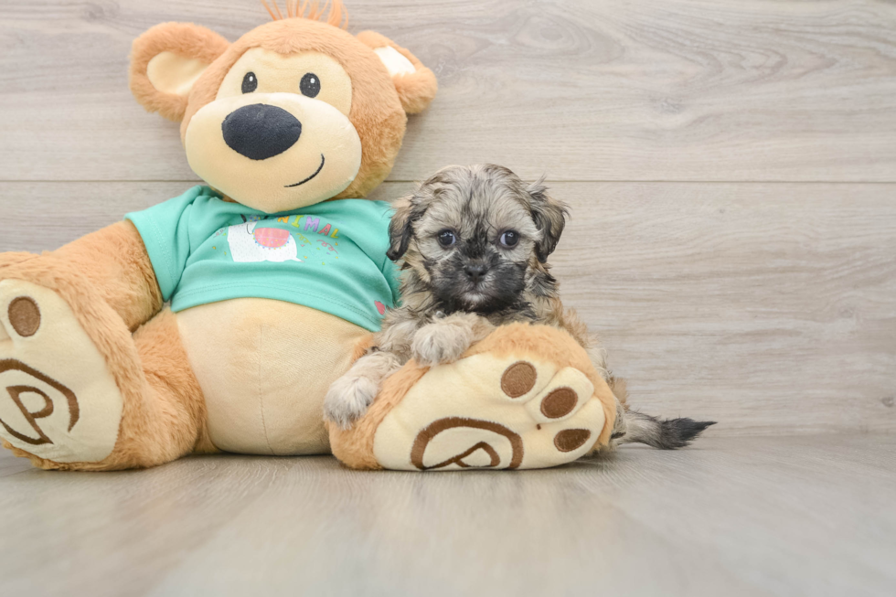 Shih Poo Puppy for Adoption