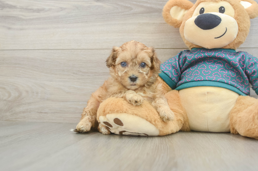 5 week old Shih Poo Puppy For Sale - Pilesgrove Pups