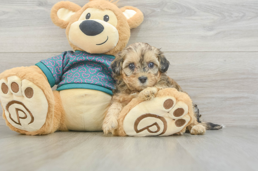 5 week old Shih Poo Puppy For Sale - Pilesgrove Pups