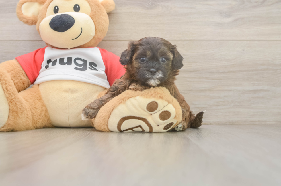 5 week old Shih Poo Puppy For Sale - Pilesgrove Pups