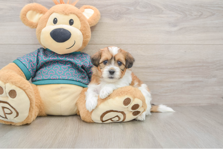 Shih Poo Pup Being Cute