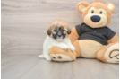 Shih Poo Pup Being Cute