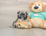 7 week old Shih Poo Puppy For Sale - Pilesgrove Pups