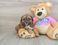 8 week old Shih Poo Puppy For Sale - Pilesgrove Pups