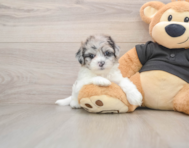 5 week old Shih Poo Puppy For Sale - Pilesgrove Pups