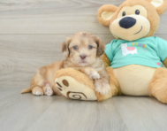 6 week old Shih Poo Puppy For Sale - Pilesgrove Pups