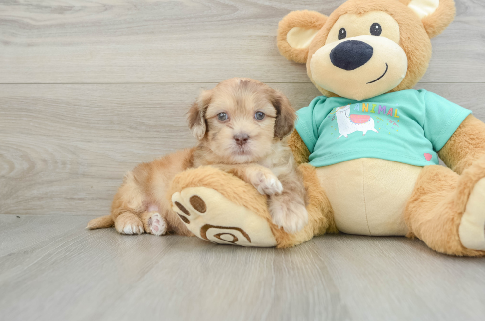 6 week old Shih Poo Puppy For Sale - Pilesgrove Pups