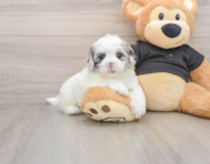 5 week old Shih Poo Puppy For Sale - Pilesgrove Pups