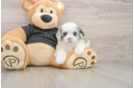 Best Shih Poo Baby
