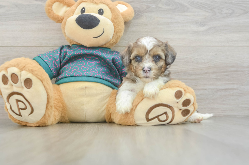 5 week old Shih Poo Puppy For Sale - Pilesgrove Pups