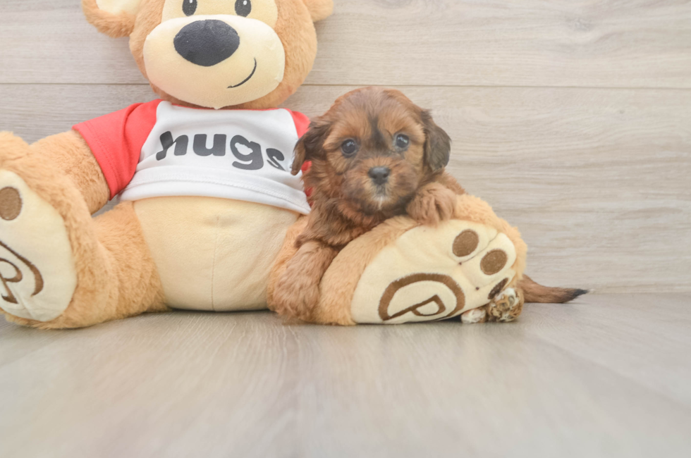 5 week old Shih Poo Puppy For Sale - Pilesgrove Pups
