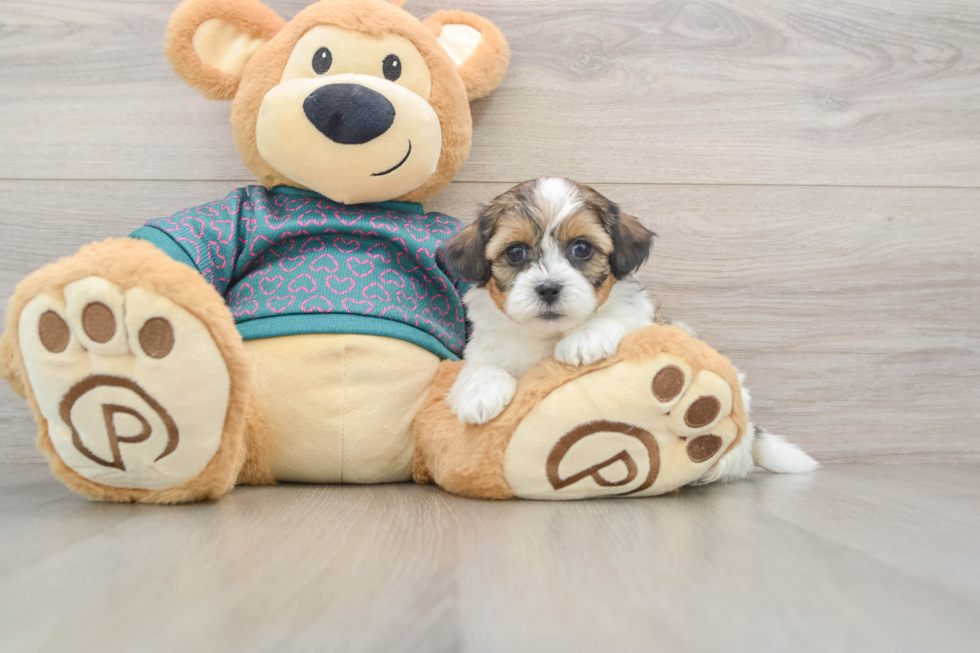 Shih Poo Puppy for Adoption