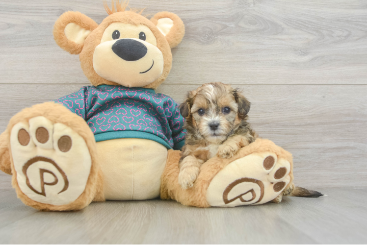 Shih Poo Pup Being Cute