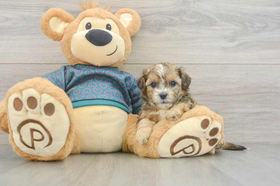 5 week old Shih Poo Puppy For Sale - Pilesgrove Pups