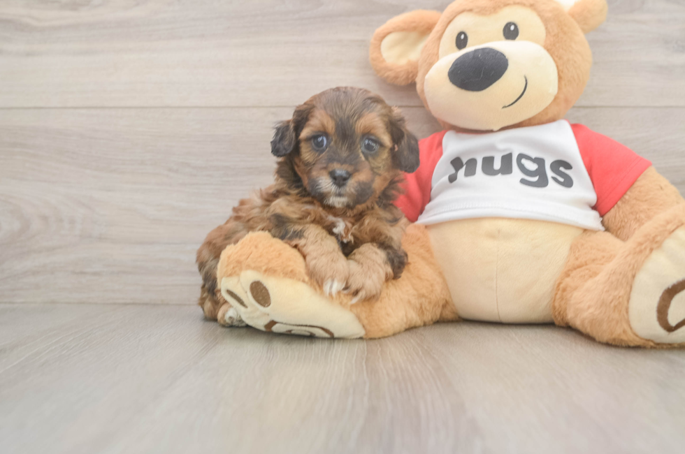 5 week old Shih Poo Puppy For Sale - Pilesgrove Pups