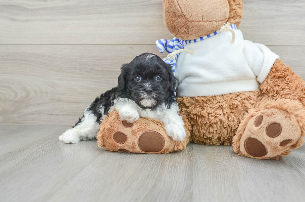 7 week old Shih Poo Puppy For Sale - Pilesgrove Pups