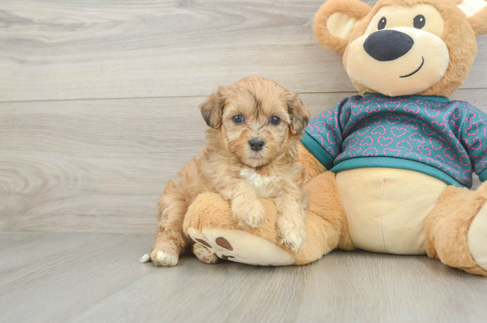 5 week old Shih Poo Puppy For Sale - Pilesgrove Pups