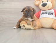 7 week old Shih Poo Puppy For Sale - Pilesgrove Pups