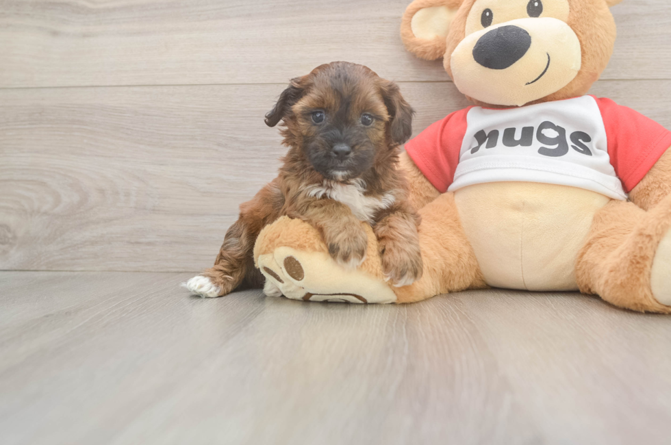 5 week old Shih Poo Puppy For Sale - Pilesgrove Pups