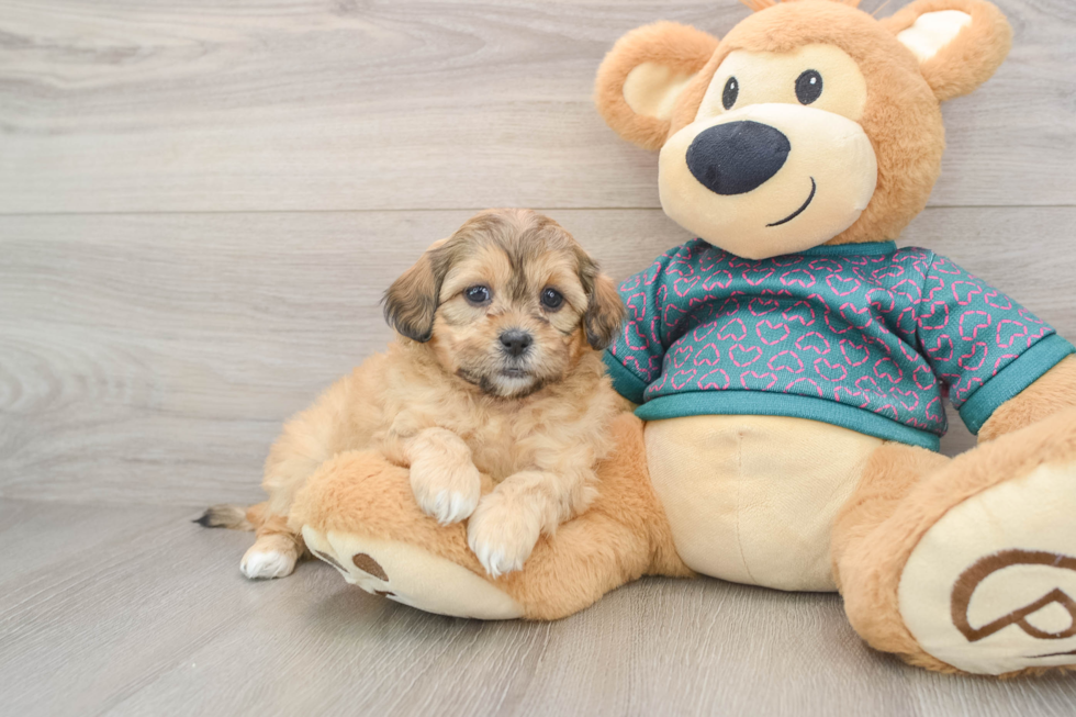 Shih Poo Pup Being Cute