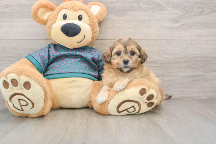 Adorable Shih Poo Poodle Mix Puppy